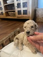 Summer, a female Poodle - Standard  for sale in Calimesa, CA – 1 of 4