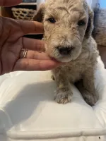Winnie, a female Poodle - Standard  for sale in Calimesa, CA – 2 of 4