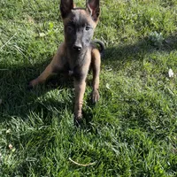 Cheyenne, a female Belgian Malinois for sale in Calimesa, CA – Photo 4 of 4
