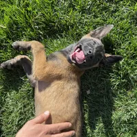 Cheyenne, a female Belgian Malinois for sale in Calimesa, CA – Photo 3 of 4
