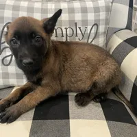 Cheyenne, a female Belgian Malinois for sale in Calimesa, CA – Photo 2 of 4
