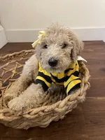 Summer, a female Poodle - Standard  for sale in Calimesa, CA – 4 of 8