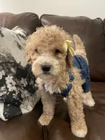 Minnie, a female Poodle - Standard  for sale in Calimesa, CA – 9 of 9