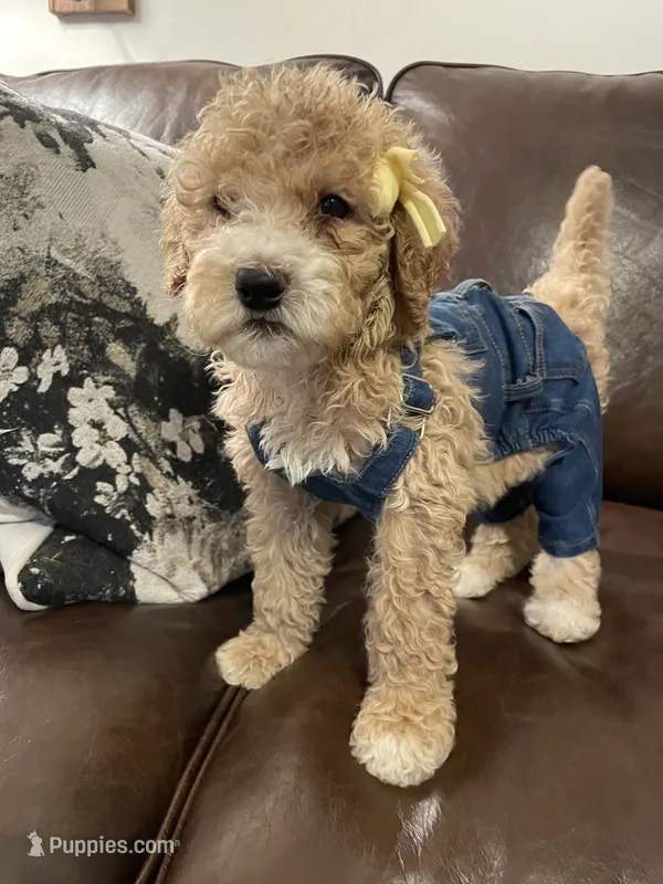 Minnie – Poodle - Standard  puppy for sale in Calimesa, CA