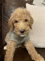 Summit, a male Poodle - Standard  for sale in Calimesa, CA – 3 of 10