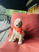 Austin, a male Poodle - Standard  for sale in Calimesa, CA – 1 of 10