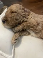 Paddington, a male Poodle - Standard  for sale in Calimesa, CA – 3 of 4