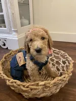 Birdie, a female Poodle - Standard  for sale in Calimesa, CA – 4 of 9