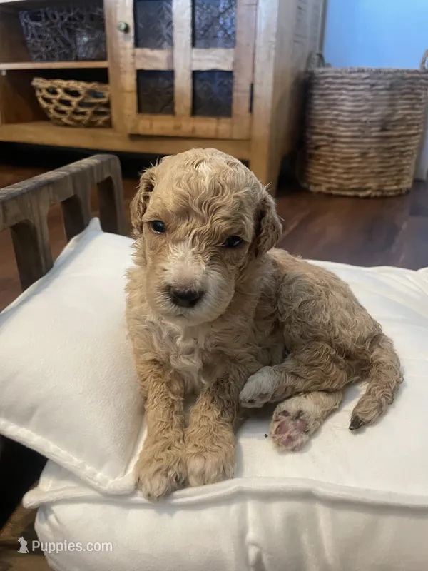 Minnie – Poodle - Standard  puppy for sale in Calimesa, CA