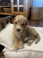 Minnie, a female Poodle - Standard  for sale in Calimesa, CA – 1 of 4