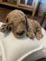 Paddington, a male Poodle - Standard  for sale in Calimesa, CA – 4 of 4