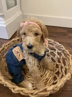 Birdie, a female Poodle - Standard  for sale in Calimesa, CA – 3 of 9