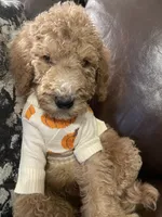 Paddington, a male Poodle - Standard  for sale in Calimesa, CA – 2 of 8
