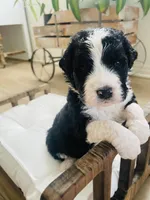 Scout , a male Bernedoodle for sale in Calimesa, CA – Photo 1 of 8