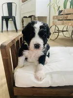 Scout , a male Bernedoodle for sale in Calimesa, CA – Photo 4 of 8