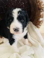 Scout , a male Bernedoodle for sale in Calimesa, CA – Photo 6 of 8