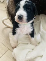 Scout , a male Bernedoodle for sale in Calimesa, CA – Photo 3 of 8