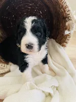 Scout , a male Bernedoodle for sale in Calimesa, CA – Photo 8 of 8
