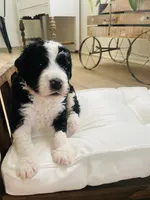 Scout , a male Bernedoodle for sale in Calimesa, CA – Photo 5 of 8
