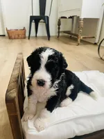 Scout , a male Bernedoodle for sale in Calimesa, CA – Photo 2 of 8