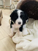 Scout , a male Bernedoodle for sale in Calimesa, CA – Photo 7 of 8