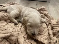 Dallas, a male Labradoodle for sale in Calimesa, CA – Photo 3 of 4
