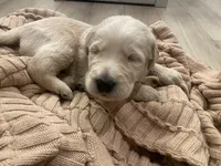 Dallas, a male Labradoodle for sale in Calimesa, CA – Photo 1 of 4