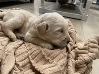 Dallas, a male Labradoodle for sale in Calimesa, CA – Photo 2 of 4