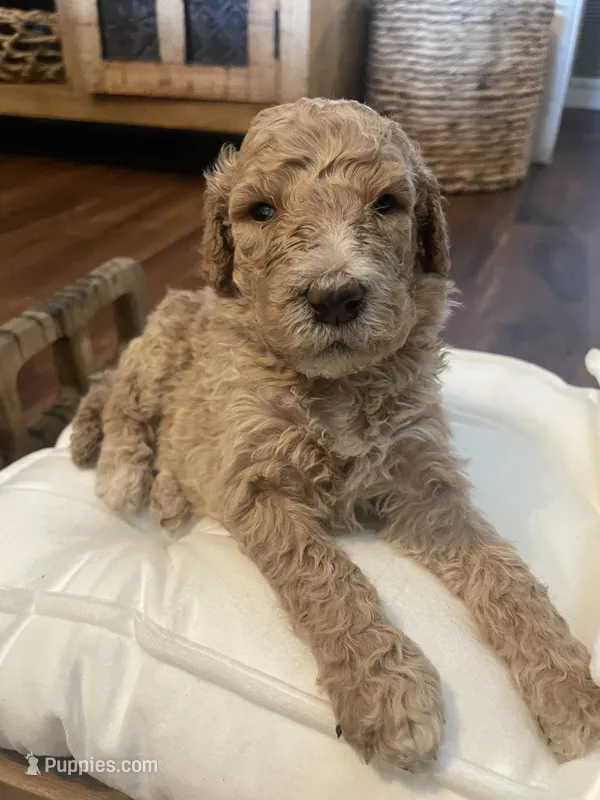 Ranger – Poodle - Standard  puppy for sale in Calimesa, CA