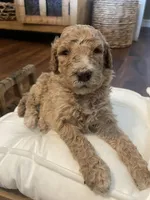 Ranger, a male Poodle - Standard  for sale in Calimesa, CA – 1 of 5