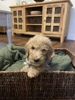 Summit, a male Poodle - Standard  for sale in Calimesa, CA – 2 of 10