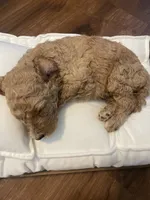 Paddington, a male Poodle - Standard  for sale in Calimesa, CA – 2 of 4