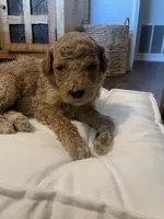 Poppy, a female Poodle - Standard  for sale in Calimesa, CA – 2 of 4