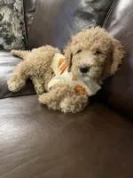 Ranger, a male Poodle - Standard  for sale in Calimesa, CA – 2 of 10