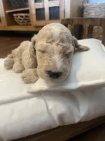 Austim, a male Poodle - Standard  for sale in Calimesa, CA – 3 of 4