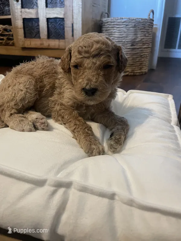Poppy – Poodle - Standard  puppy for sale in Calimesa, CA