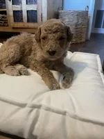 Poppy, a female Poodle - Standard  for sale in Calimesa, CA – 1 of 4