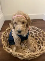 Birdie, a female Poodle - Standard  for sale in Calimesa, CA – 2 of 9