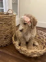 Winnie, a female Poodle - Standard  for sale in Calimesa, CA – 4 of 9