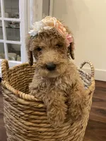 Poppy, a female Poodle - Standard  for sale in Calimesa, CA – 2 of 8