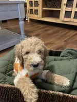 Ranger, a male Poodle - Standard  for sale in Calimesa, CA – 5 of 10