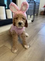 Gigi, a female Poodle - Standard  for sale in Calimesa, CA – Photo 1 of 4