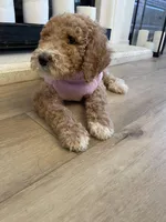 Gigi, a female Poodle - Standard  for sale in Calimesa, CA – Photo 2 of 4