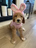 Gigi, a female Poodle - Standard  for sale in Calimesa, CA – Photo 4 of 4