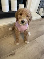 Gigi, a female Poodle - Standard  for sale in Calimesa, CA – Photo 3 of 4