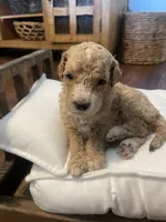 Minnie, a female Poodle - Standard  for sale in Calimesa, CA – 3 of 4