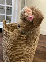 Poppy, a female Poodle - Standard  for sale in Calimesa, CA – 3 of 8