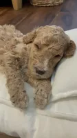 Ranger, a male Poodle - Standard  for sale in Calimesa, CA – 4 of 5