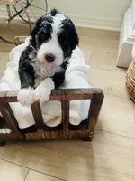 Rocket , a male Bernedoodle for sale in Calimesa, CA – Photo 2 of 4