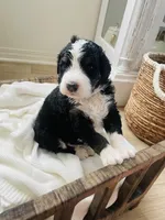 Rocket , a male Bernedoodle for sale in Calimesa, CA – Photo 3 of 4